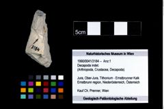 Foto (Objekt + Etikett) von Decapoda indet.  (NHMW-GEO-1990-0041-3184)